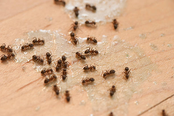 Best Local Pest Control Services  in Water Valley, MS
